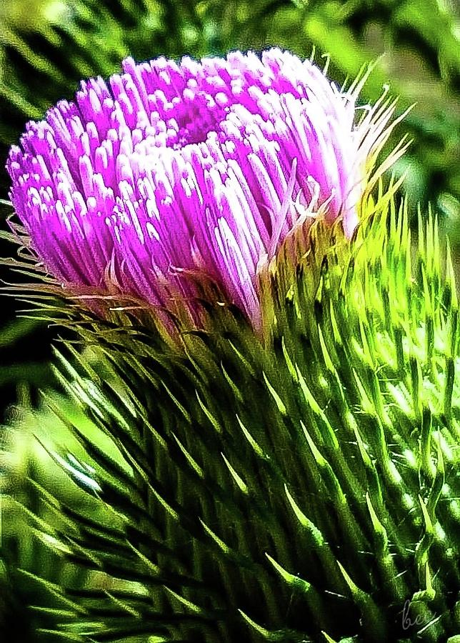 Thistle crown Photograph by Bruce Carpenter