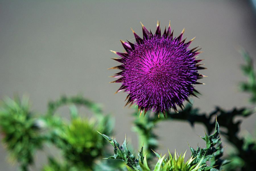 Thistle Do Nicely Photograph by Douglas Wielfaert