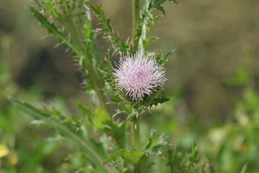 Thistle Flower Photograph by Lindsey Floyd