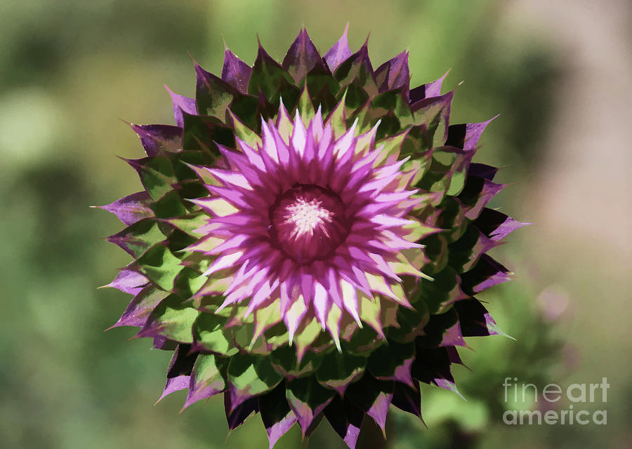 Thistle Flower Painting Photograph by Donna Greene