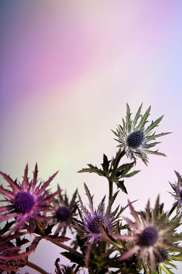 Thistle Flowers Against A Pastel Photograph by Halfdark