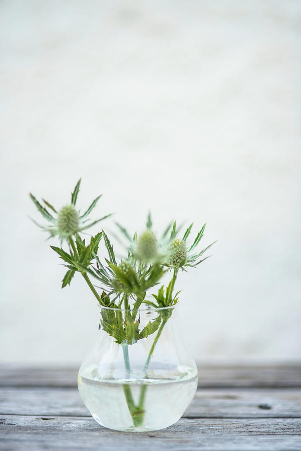 Thistle Flowers In A Glass Vase Photograph by Magdalena Bjrnsdotter