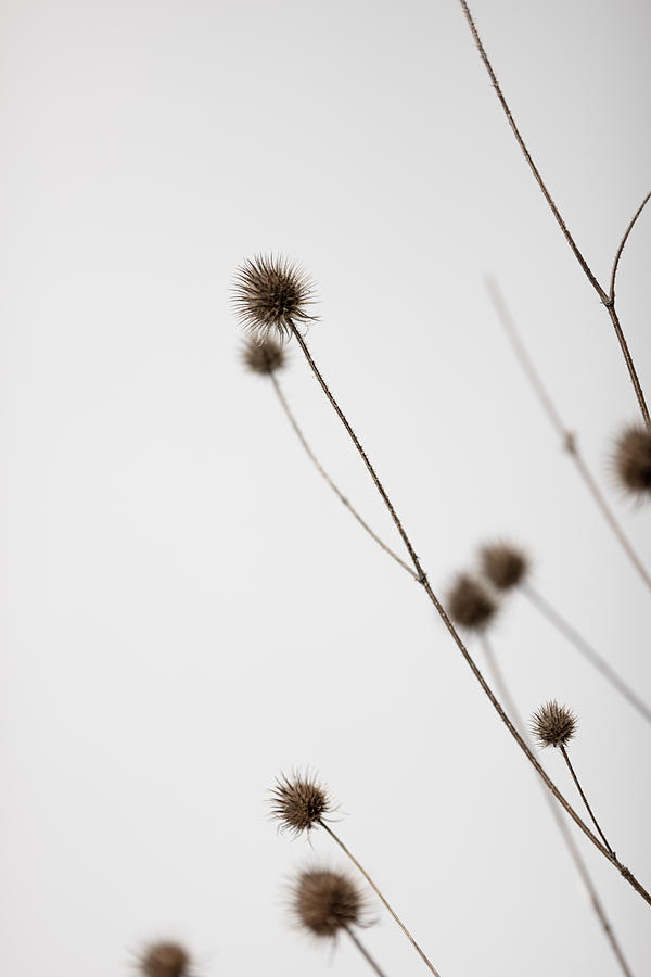 Still Life Photograph - Thistle Grey 03 by 1x Studio Iii