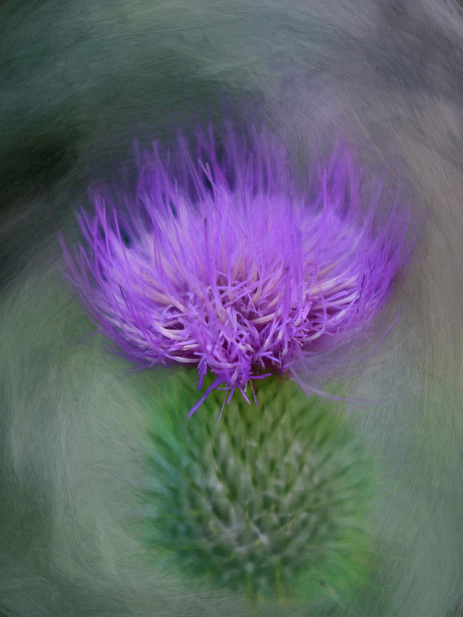 Nature Painting - Thistle by Heather Buechel