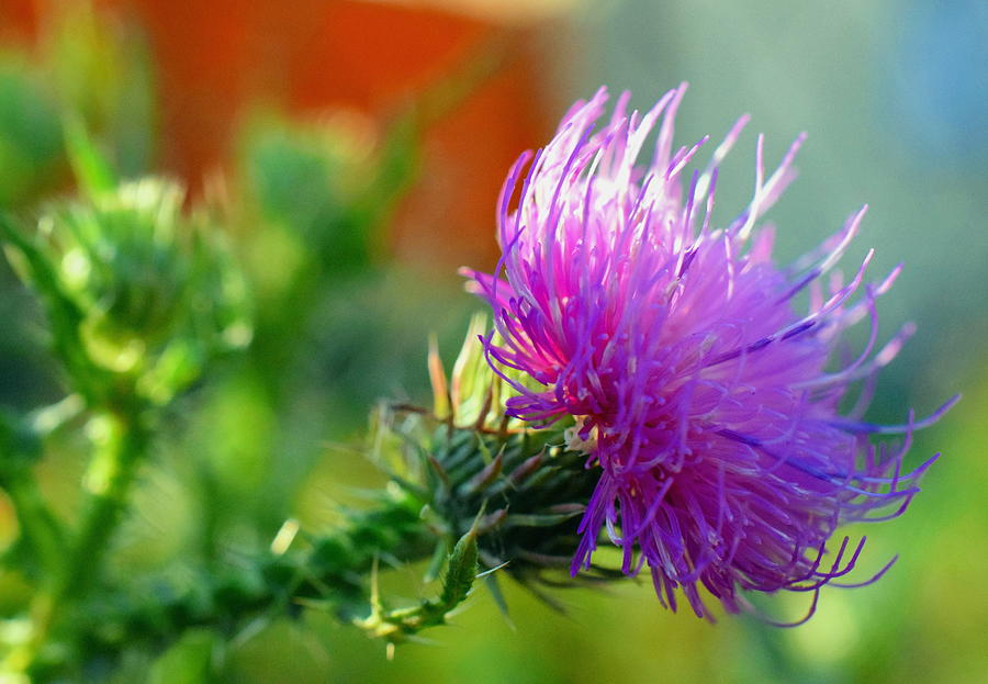 Thistle in Bloom Photograph by HelenaP Art