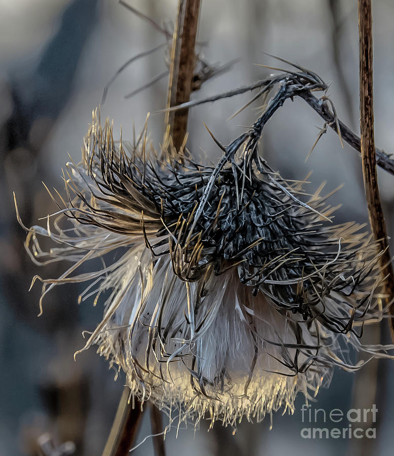 Thistle by Julie Chambers Thistle by Julie Chambers