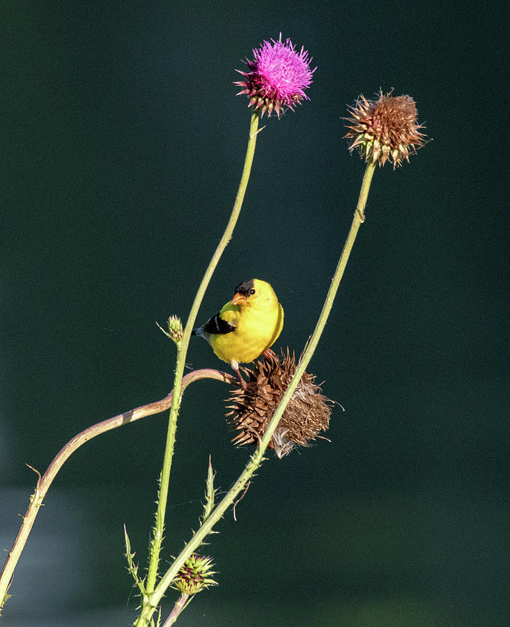 Thistle Love Photograph by Marcy Wielfaert