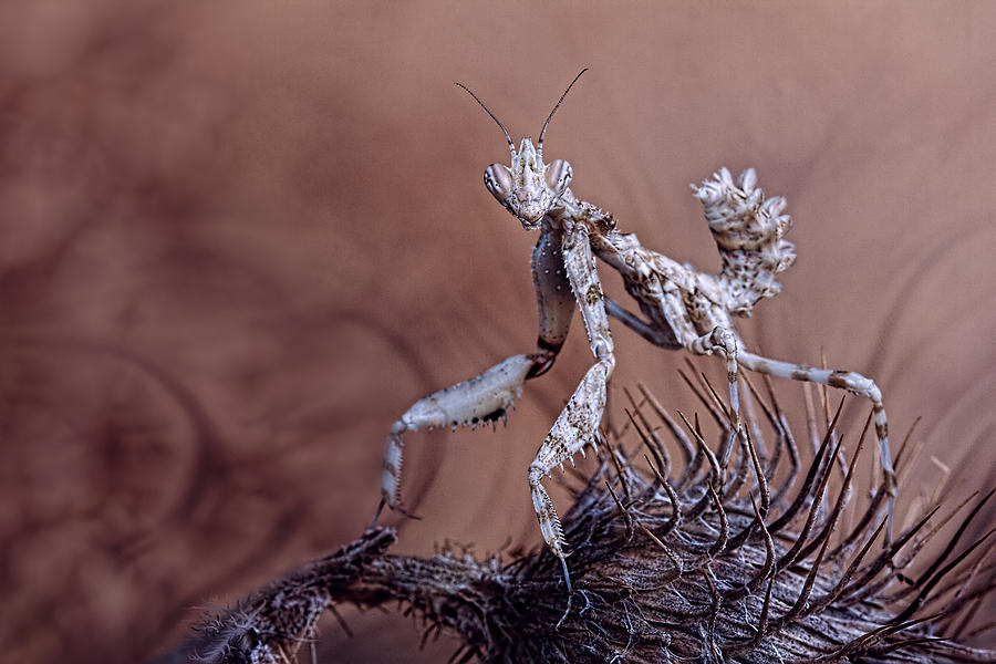 Thistle Mantis Photograph by Jimmy Hoffman