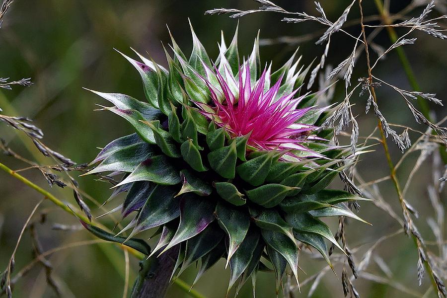 Thistle Opening Photograph by Hazel Vaughn