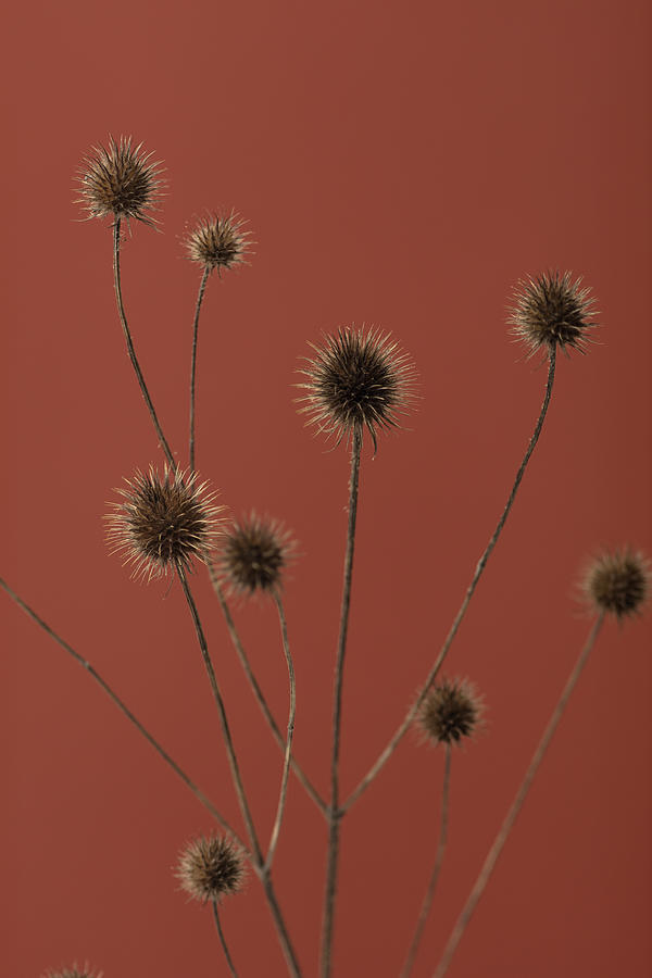 Still Life Photograph - Thistle Rust Red 01 by 1x Studio Iii