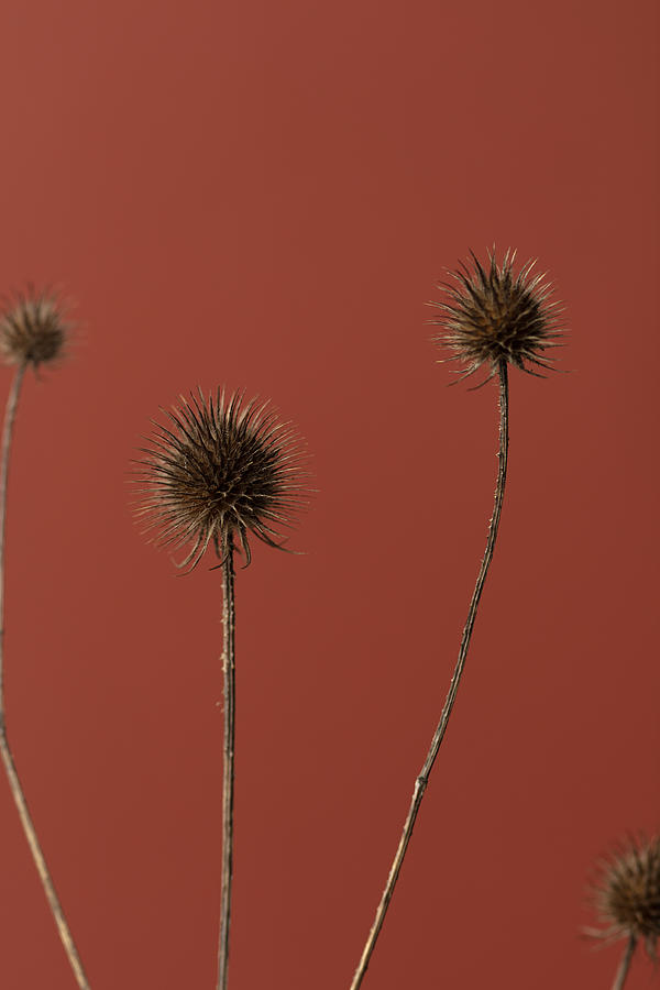 Still Life Photograph - Thistle Rust Red 02 by 1x Studio Iii