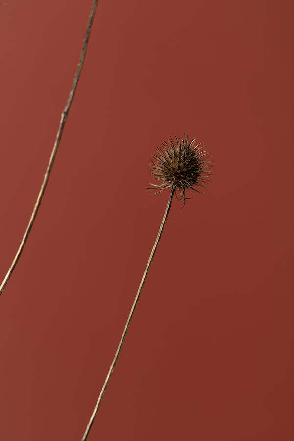Still Life Photograph - Thistle Rust Red 03 by 1x Studio Iii
