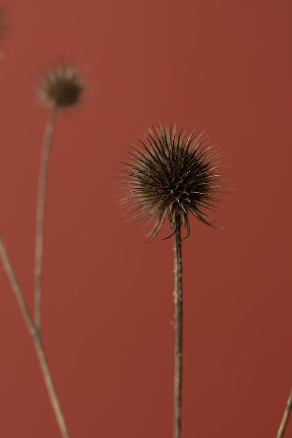 Still Life Photograph - Thistle Rust Red 04 by 1x Studio Iii