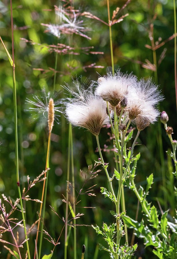 Thistle Seed by Michael Chatt Thistle Seed by Michael Chatt