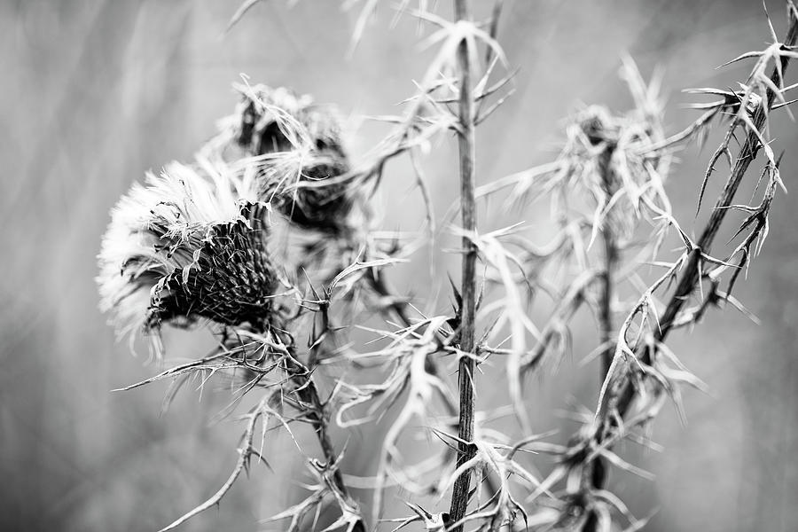 Thistles in Winter by Keith Dotson Thistles in Winter by Keith Dotson