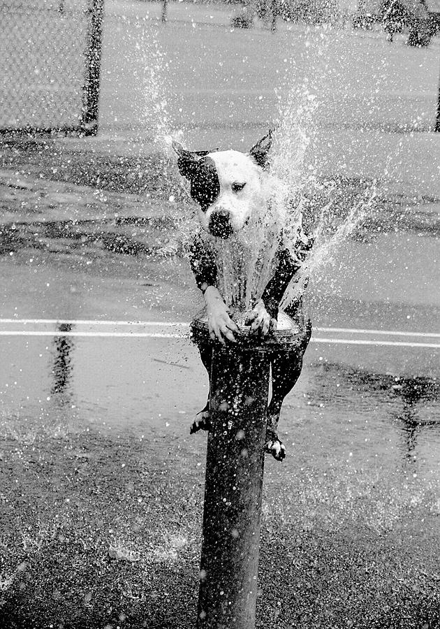 Thor, An American Pit Bull Cools Off In Photograph by New York Daily News Archive
