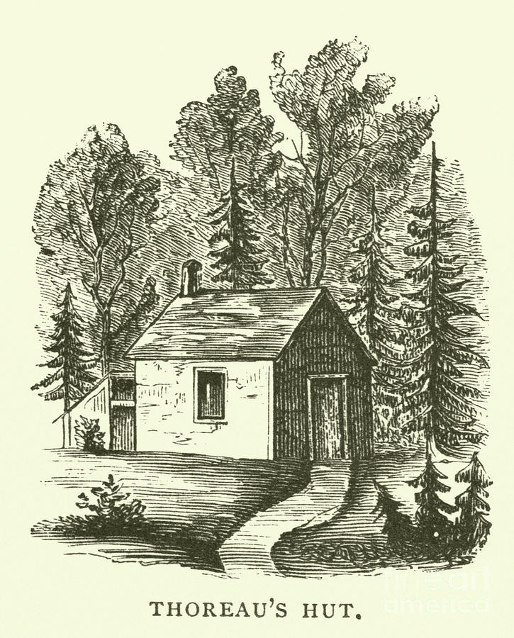Thoreaus Hut, Walden Woods, Concord, Massachusetts Drawing by American School