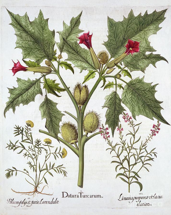 Thorn Apple Drawing by Heritage Images