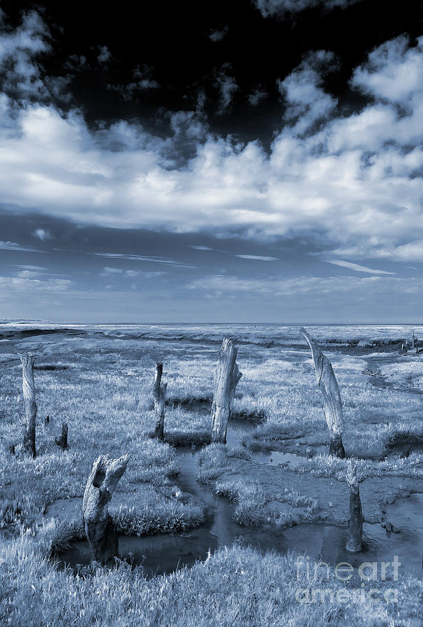 Thornham Stumps Cyanotype Photograph by John Edwards