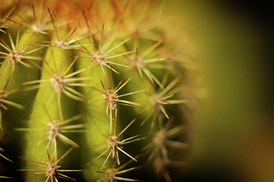 Thorns Of Cactus Photograph by Manuel Orero Galan