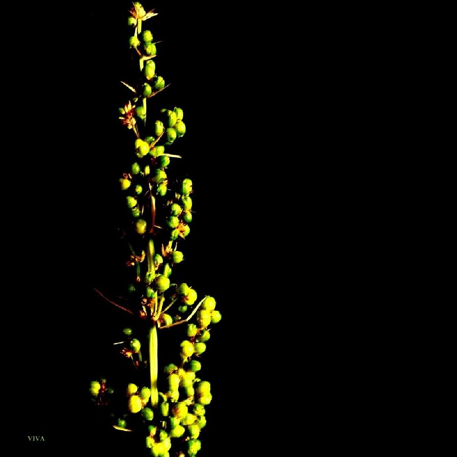Thorny Berries on Black Photograph by VIVA Anderson