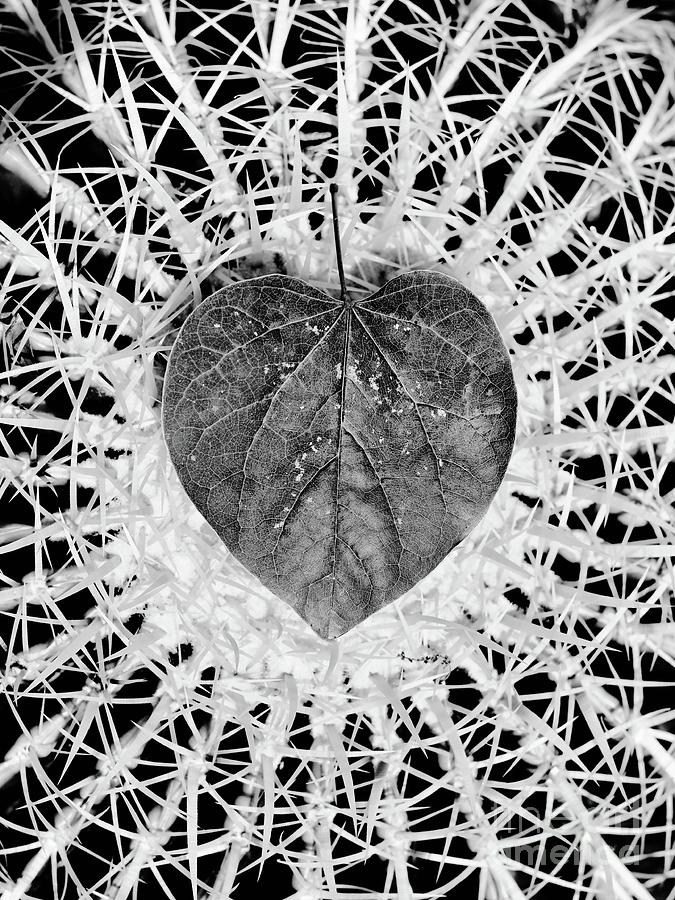 Austin Photograph - Thorny Love - An image by Andres Cavazos of a Heart Shaped Leaf on a Cactus BW by Bitcoin Giraffe