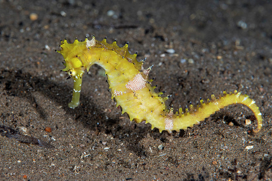 Thorny Seahorse Photograph by Andrew Martinez