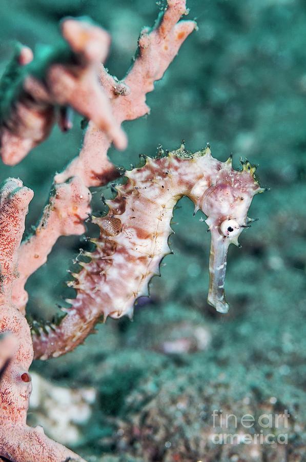 Seahorse Photograph - Thorny Seahorse by Georgette Douwma/science Photo Library