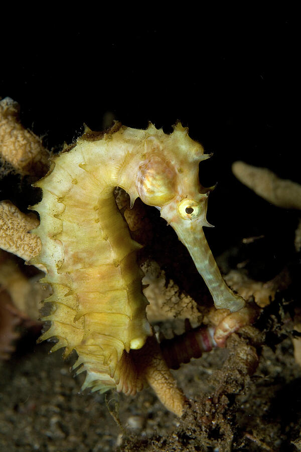 Thorny / Spiny Seahorse Portrait, Dumaguete, East Negros Photograph by ...