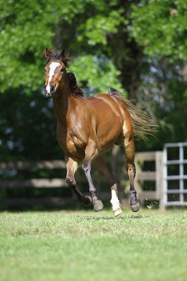 Thoroughbred 002 Photograph by Bob Langrish - Fine Art America