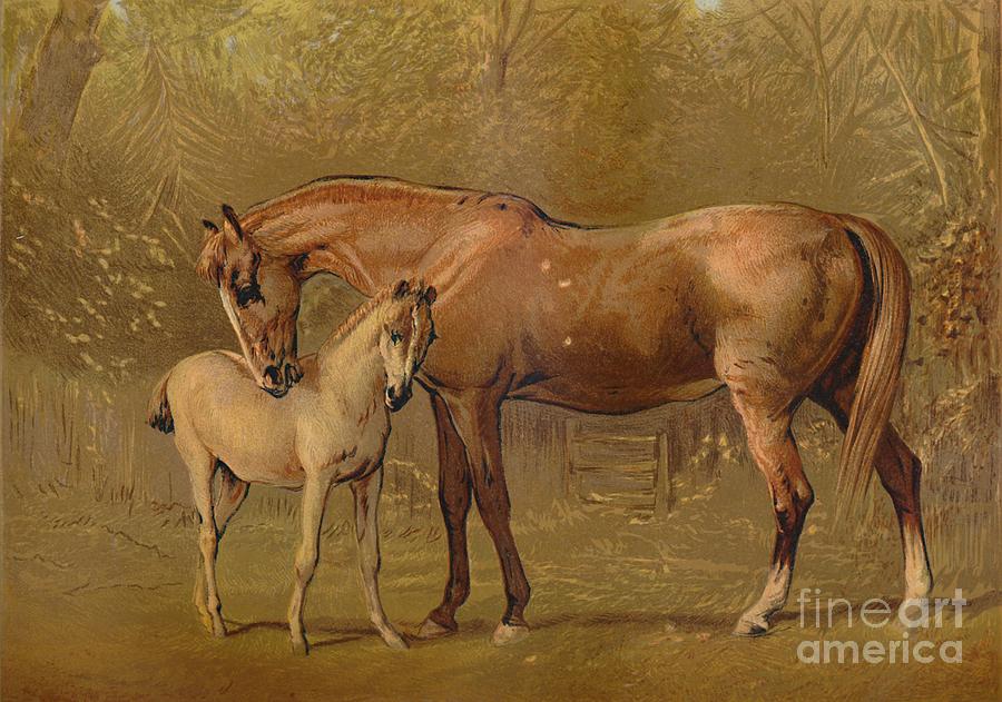 Thoroughbred Mare & Foal Drawing by Print Collector