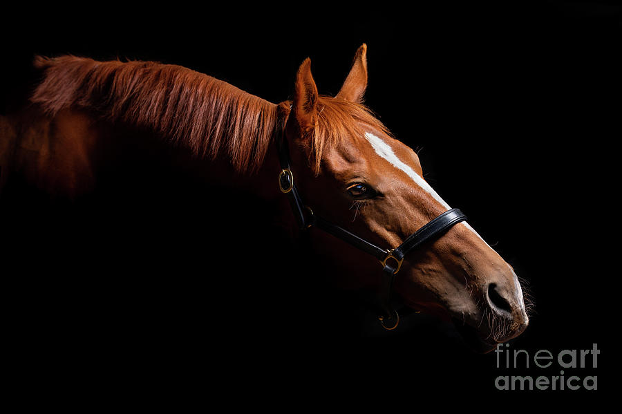Thoroughbred Portrait on Black Photograph by Michelle Wrighton
