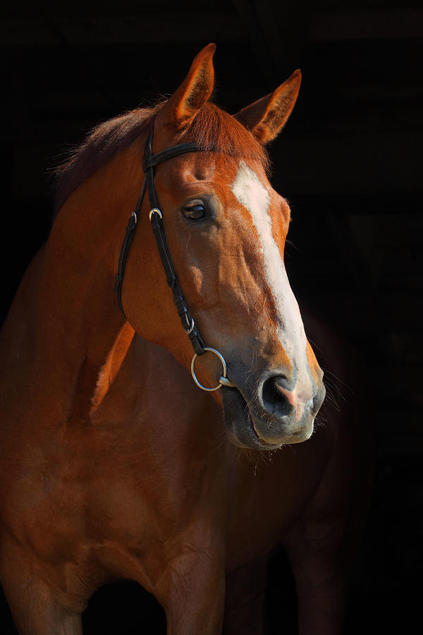 Thoroughbred Race Horse Portrait Photograph by Horsemen - Fine Art America