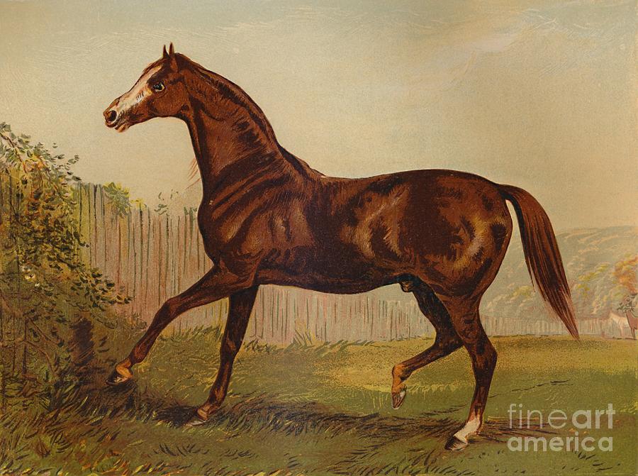 Thoroughbred Sire Blair Athol Drawing by Print Collector