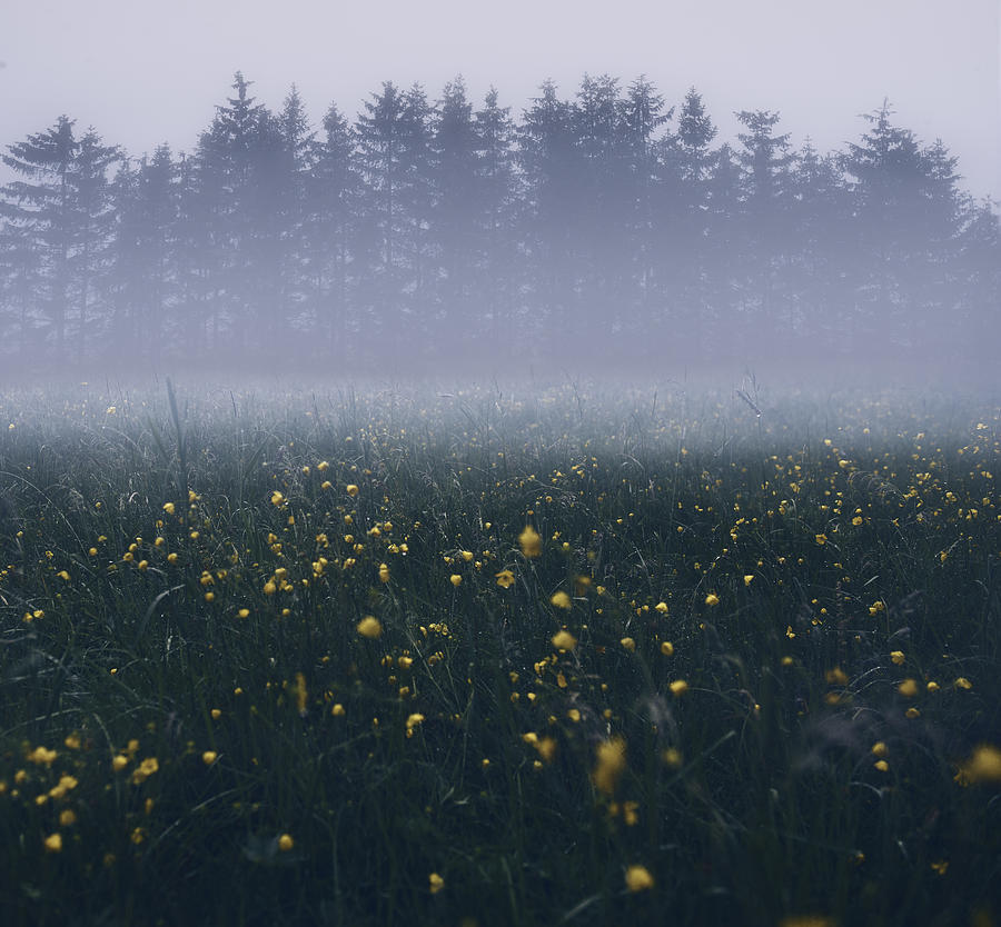 Those Foggy Mornings Photograph by Christian Lindsten