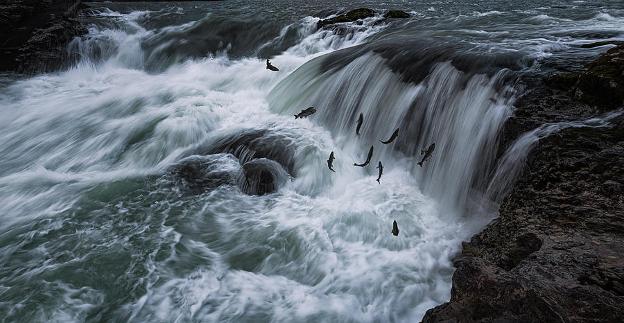 Those Migrating Salmon Photograph by Chuanxu Ren