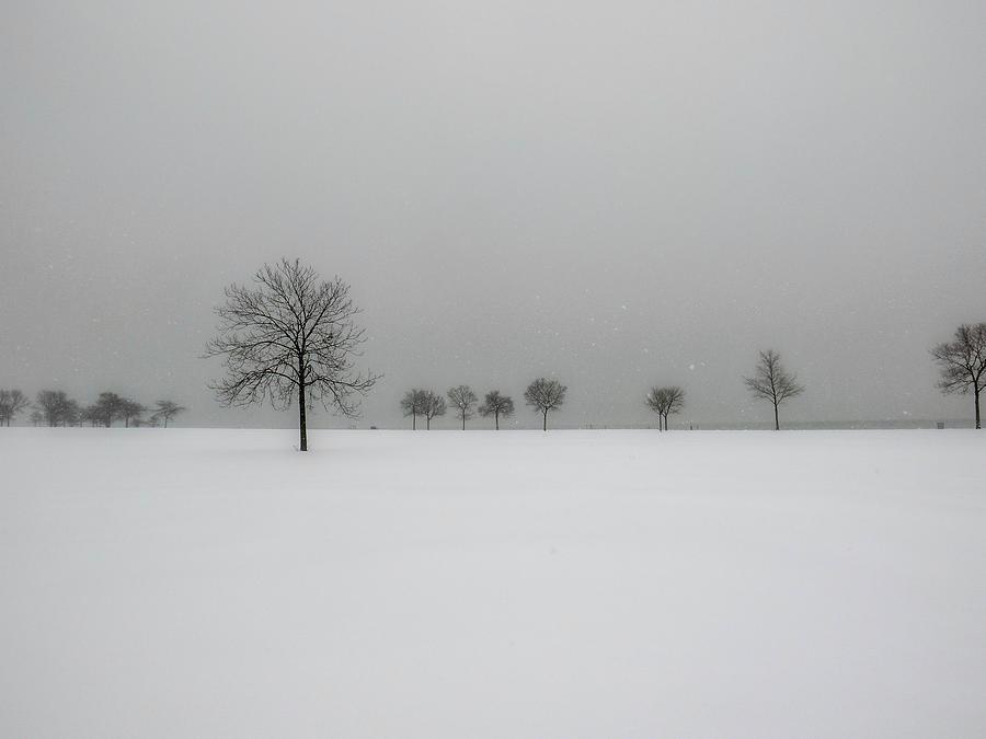 Those Trees Against the Snow Photograph by Kristine Hinrichs