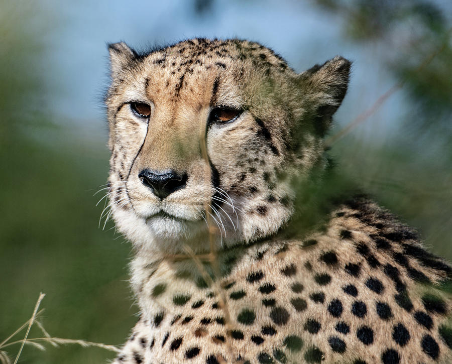 Thoughtful Cheetah Photograph by Mark Hunter