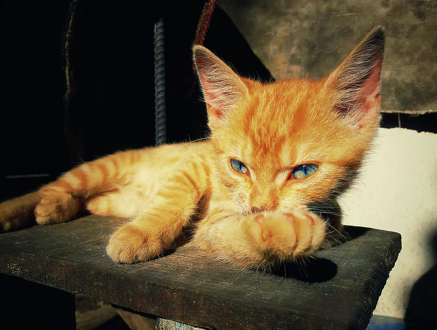 Thoughtful Kitty Posing Pyrography by PsychoShadow ART - Fine Art America