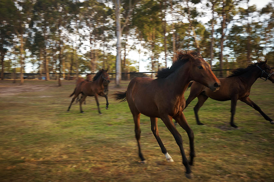 Thouroughbred Horses Running Photograph by Michael Pole - Pixels