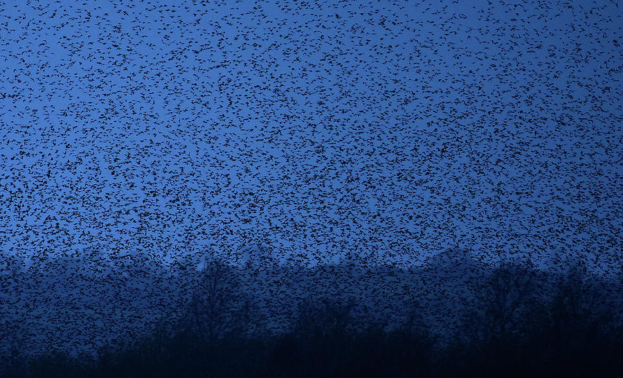 Nature Photograph - Thousands of Starlings Fly over Marshes by Toby Melville