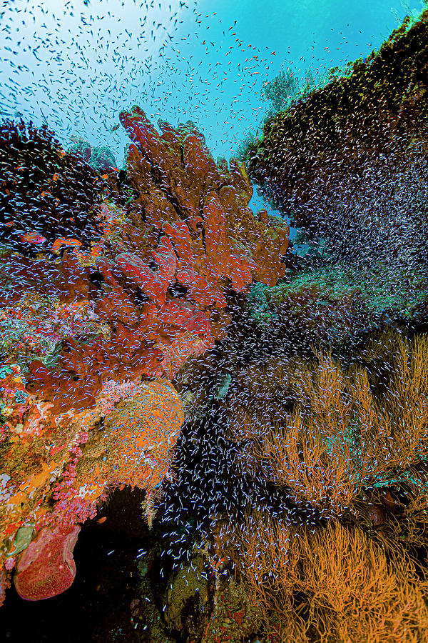 Thousands Of Tiny Fish Amongst A Reef Photograph by Bruce Shafer