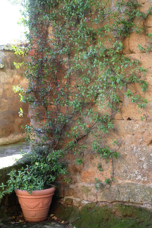 Vines Photograph - Thp_civita_img_0085 by Tanya Hovey Vines Photograph - Thp_civita_img_0085 by Tanya Hovey
