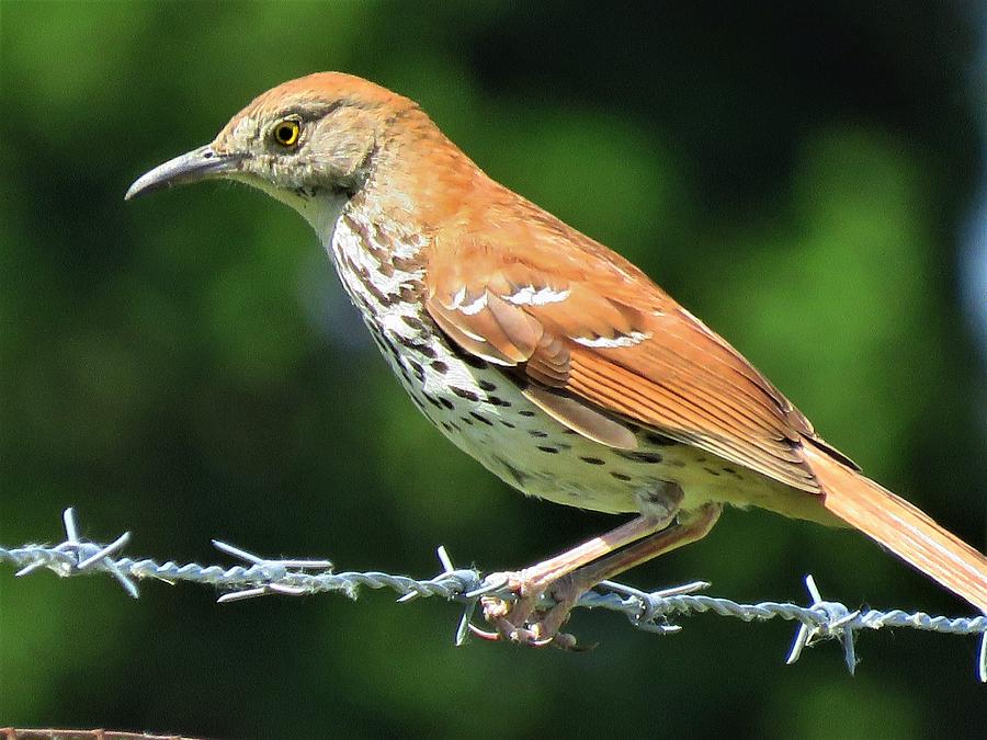 Thrasher on Wire  Photograph by Lori Frisch