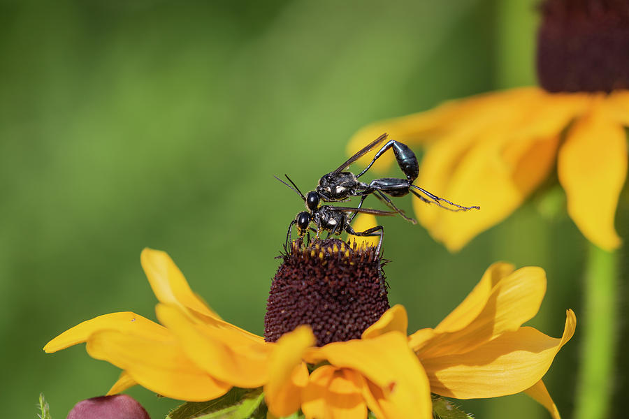 Thread Waisted Wasp 2019-2 Photograph by Thomas Young