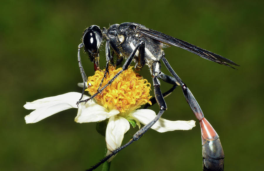 Thread Waisted Wasp Photograph by Larah McElroy