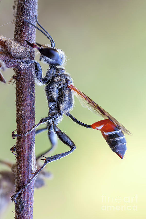 Thread Waisted Wasp Photograph by Ozgur Kerem Bulur/science Photo ...