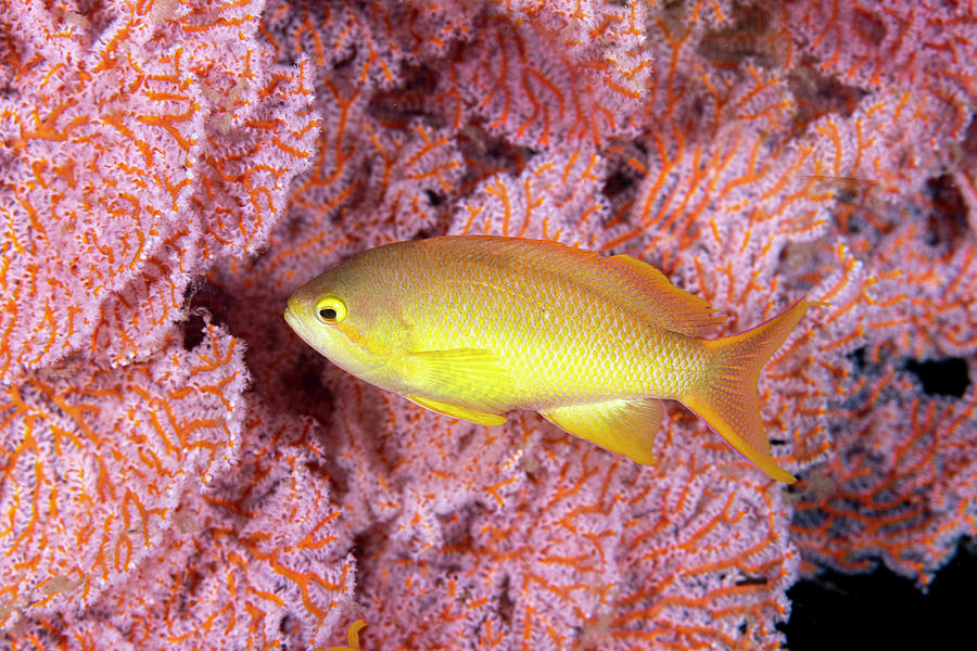 Threadfin Anthias Photograph by Andrew Martinez Fine Art America