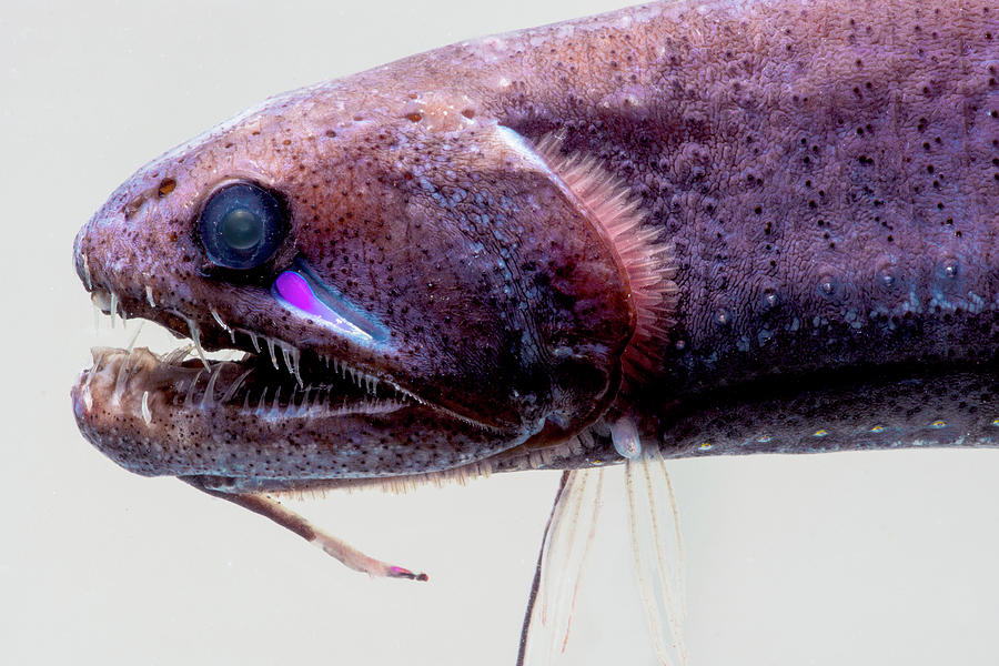Threadfin Dragonfish, Echiostoma Photograph by Dante Fenolio