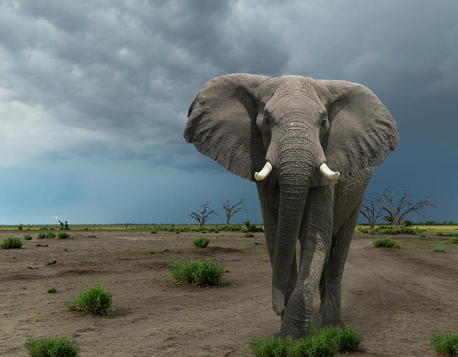 Threatening Elephant Loxodonta Africana Photograph by Buena Vista Images